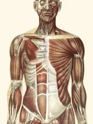 Muscles Don’t Just Move You