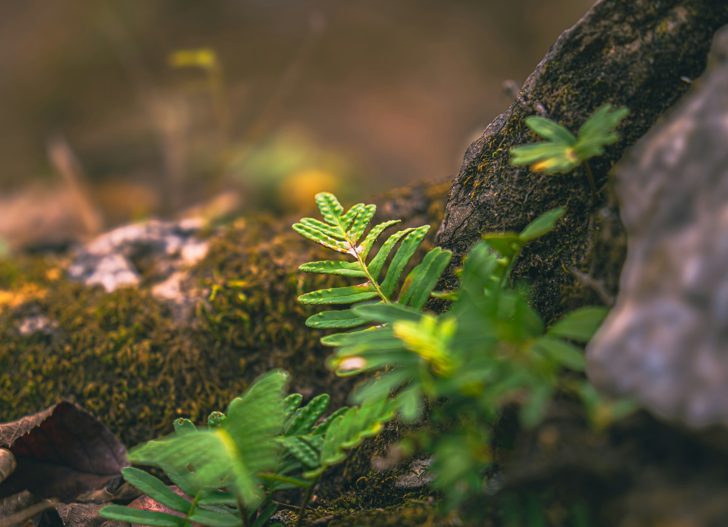 nature connection spiritual community healer