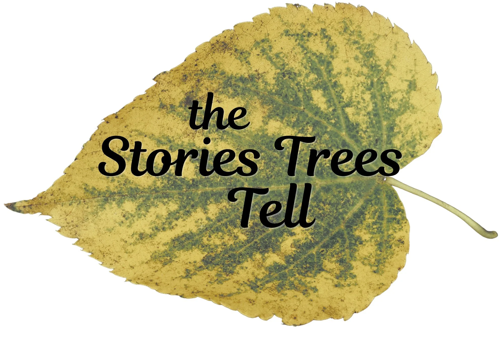 The Stories Trees Tell: A Nature Connection Workshop