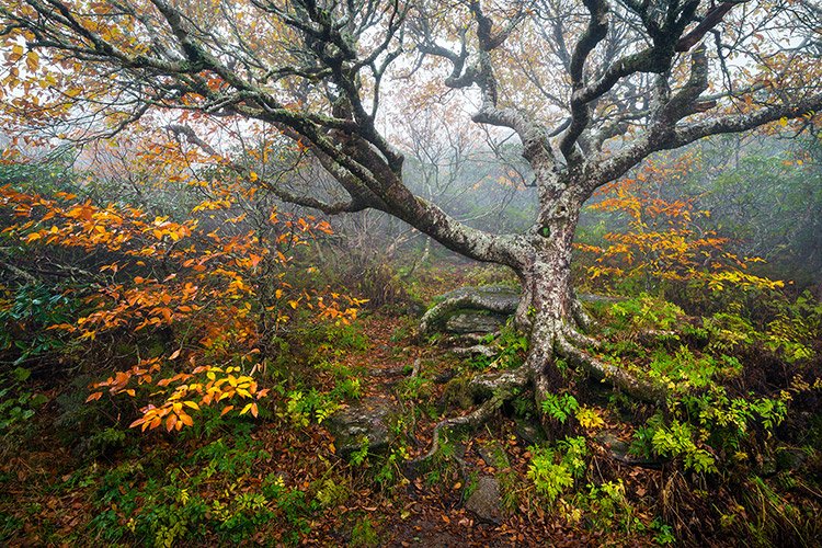 stories trees tell dave allen craggy tree 2.jpg