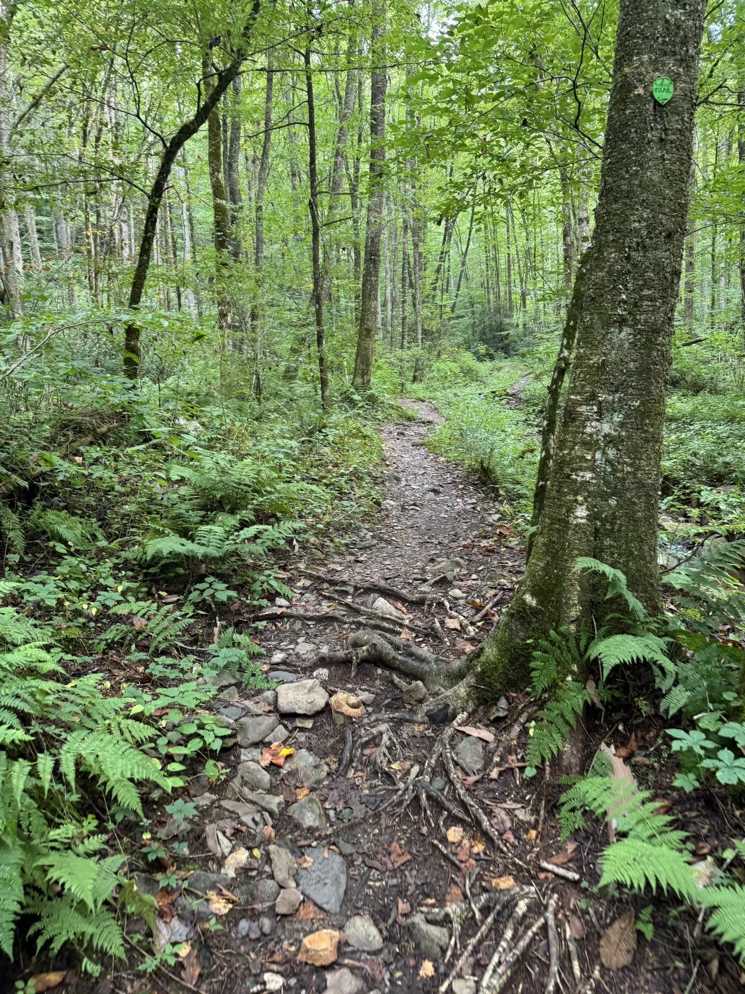 202509-flint-mountain-trail-seeds-of-tradition-asheville-healing-retreat.webp