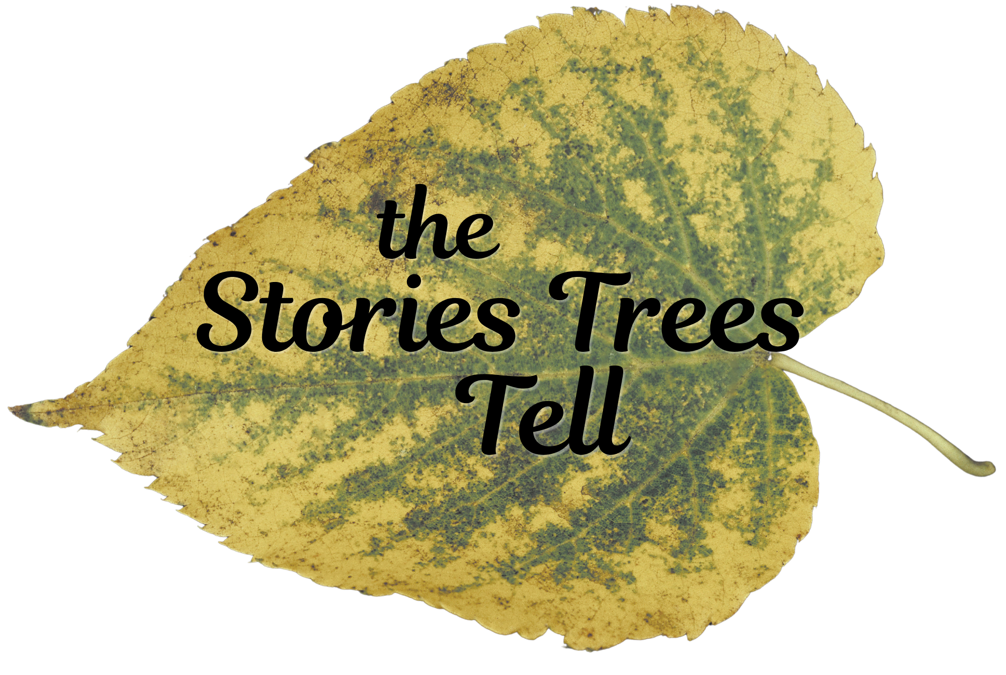 The Stories Trees Tell: 3.5 hour nature honoring workshop 