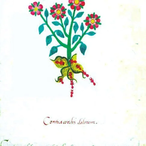 traditional-healers-Asheville-Nahua-seeds-of-tradition-Plant-Nonochton-azcapan-ixhua-unidentified-species-growing-close-to-the-ants-and-their_Q640.jpg