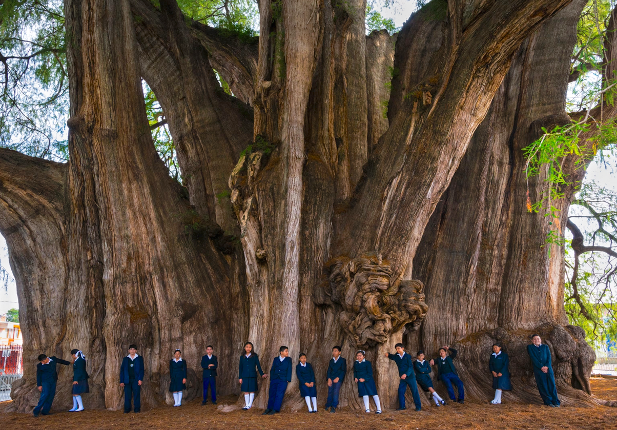wise elders tree healer church