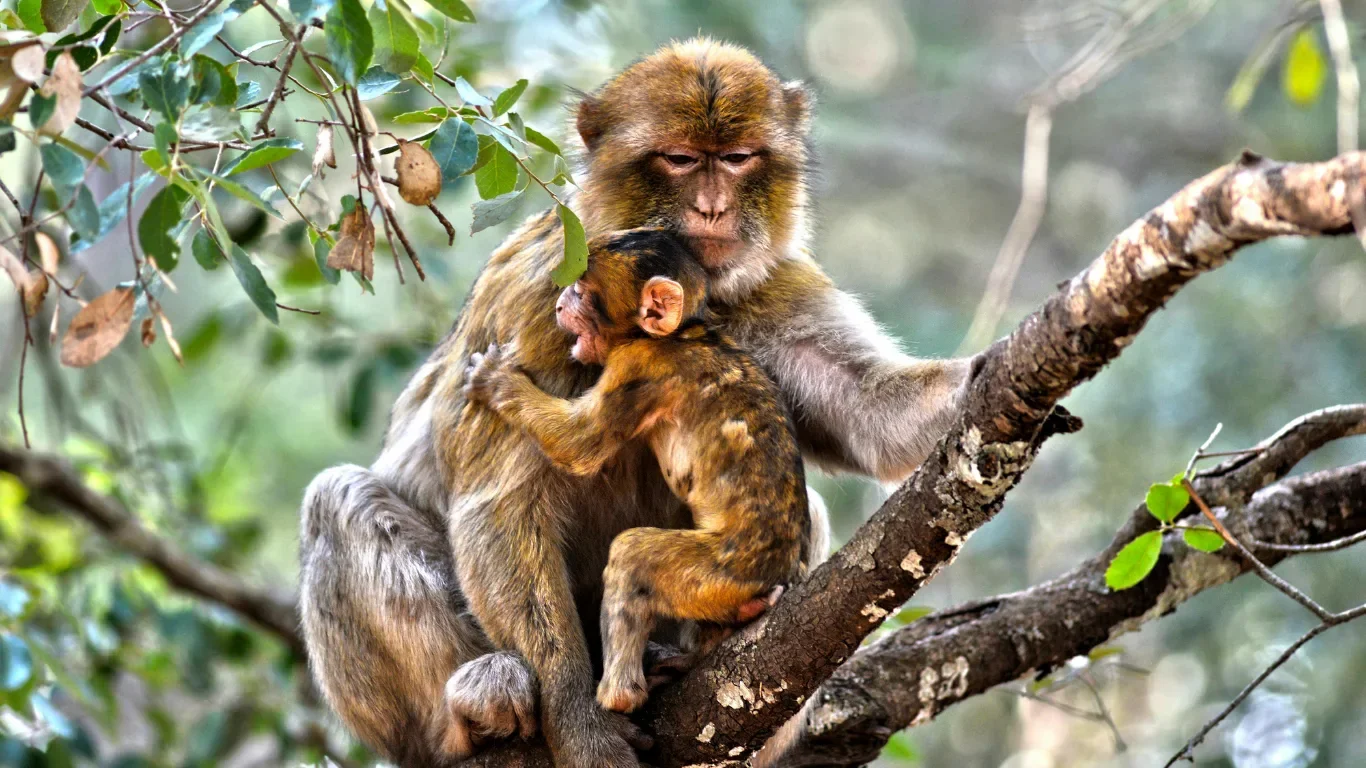 A mother monkey with two baby monkeys sitting on a tree branch surrounded by green leaves.
