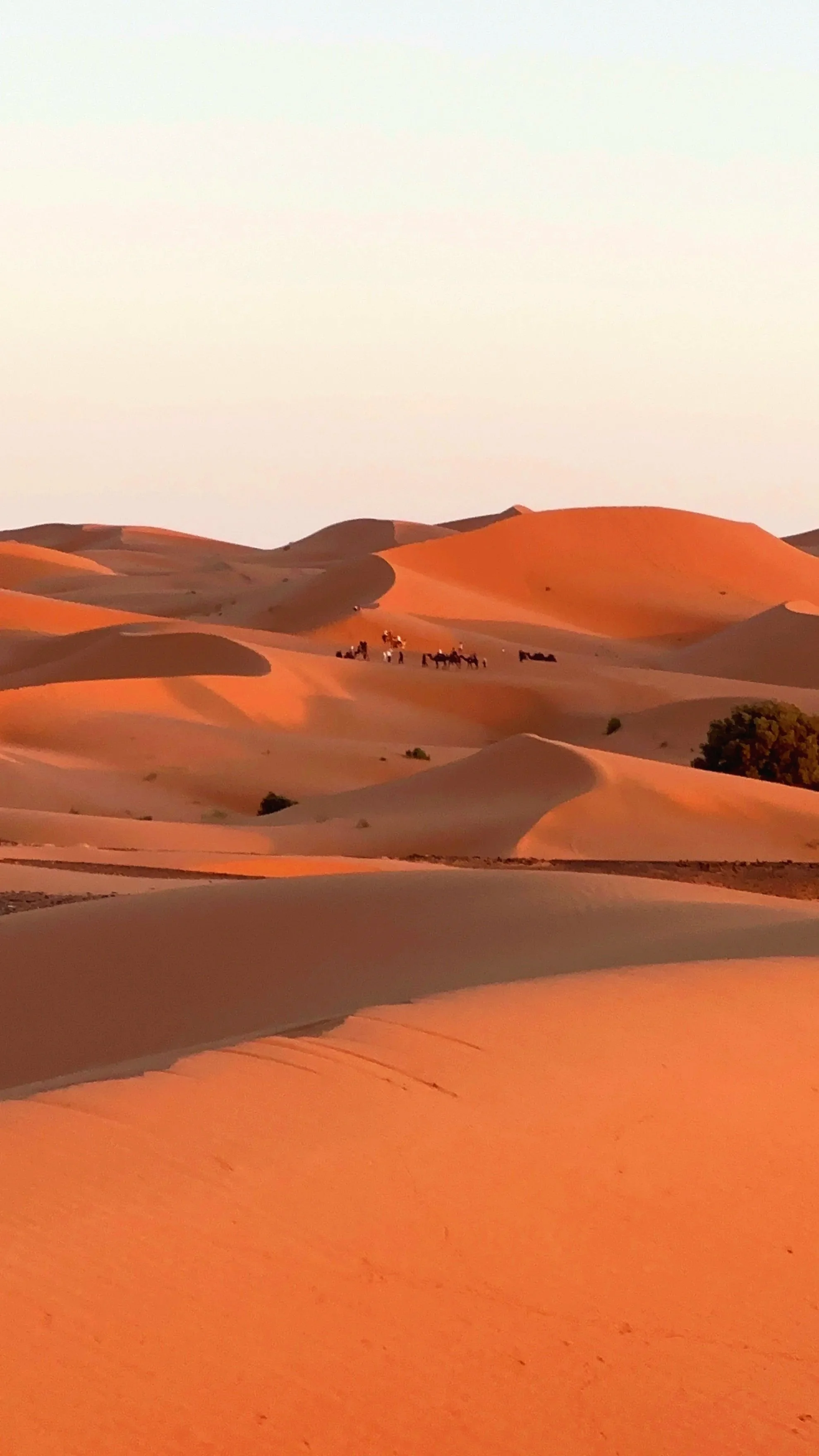 camel trips in sand dunes waiting sunset time
