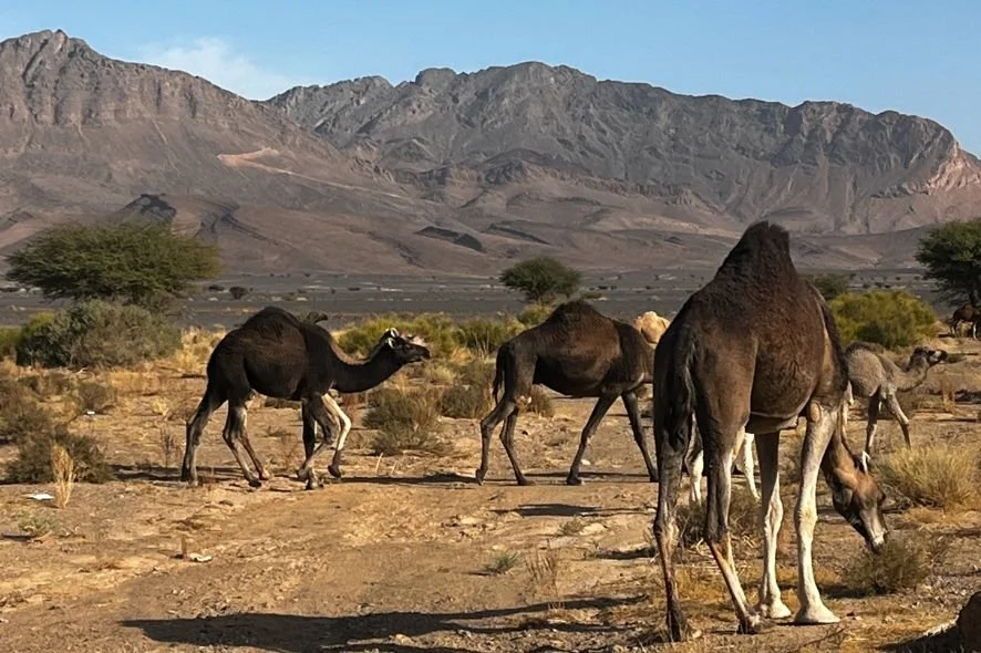 Group of camels walking in a desert landscape with mountains in the background and sparse vegetation.