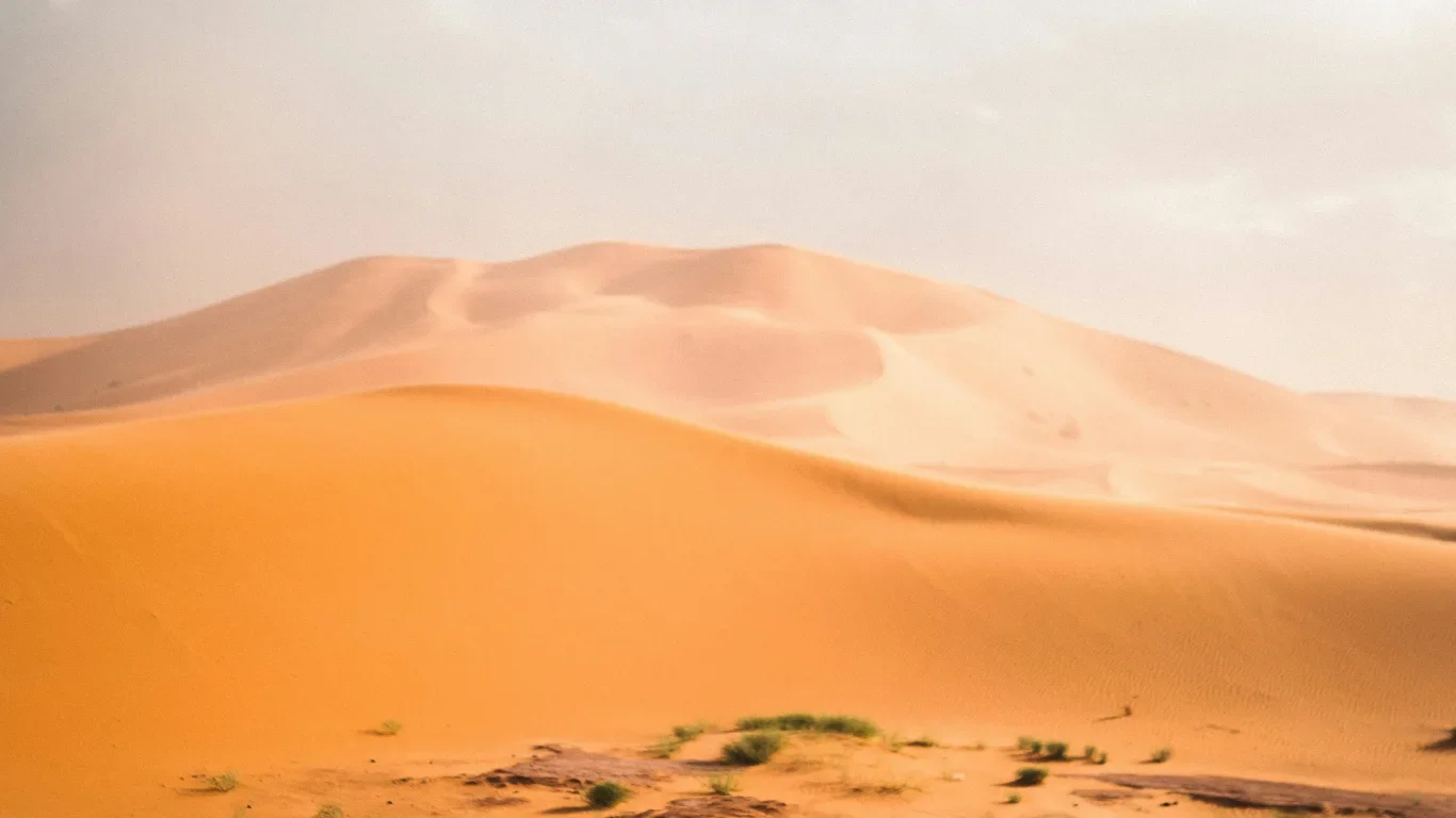 Sand dunes in a desert with sparse vegetation in the foreground.