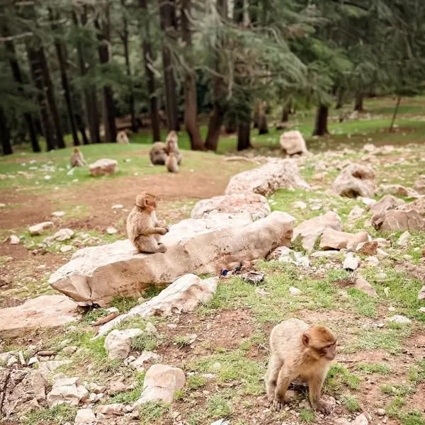 Several baby monkeys in a forested area with rocks and trees, some sitting on rocks and others on the ground.
