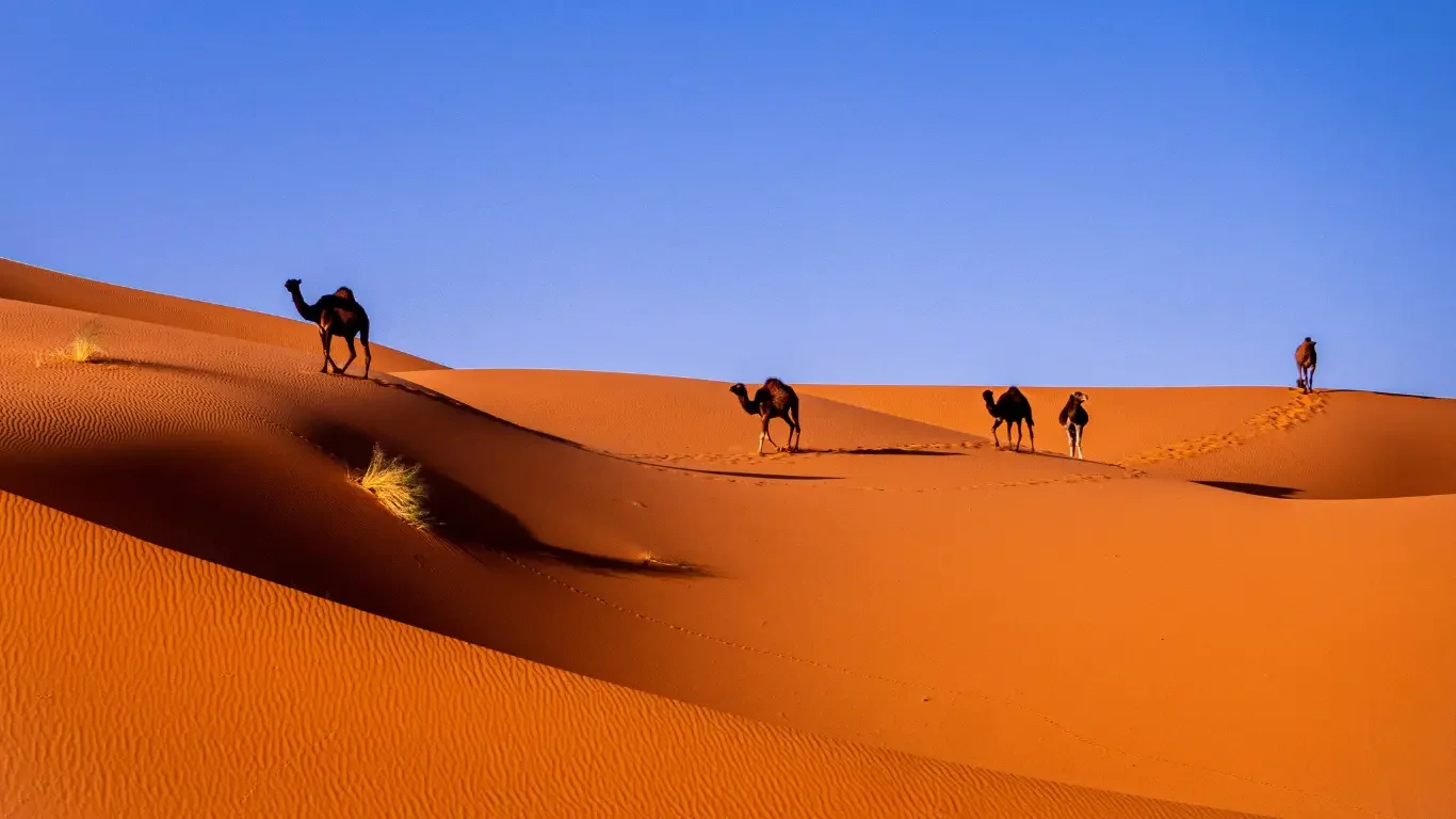 Five camels walking across sandy desert dunes under a clear blue sky.