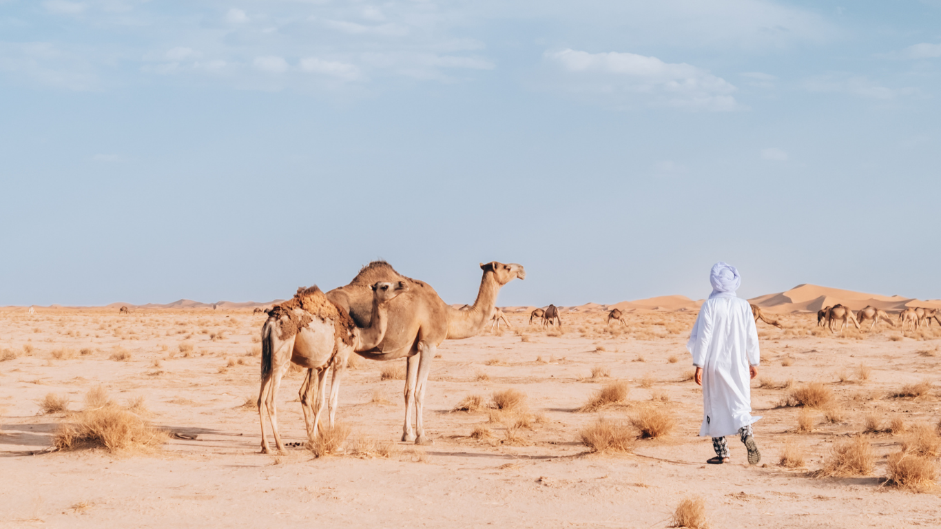 A desert landscape with a person in traditional Middle Eastern clothing walking away from the camera, surrounded by camels, with sand dunes and a cloudy sky in the background.