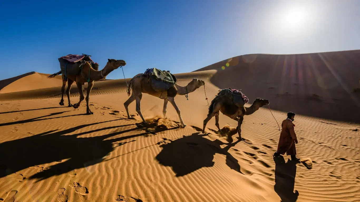 A person walking across sand dunes in a desert with three camels carrying loads, under a clear blue sky with the sun shining brightly.