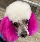 Picture of poodle character in Crossroads Keeper series