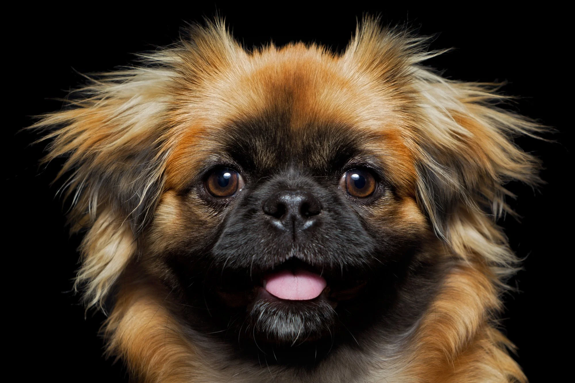 picture of pekingese character in kitchen witchery series