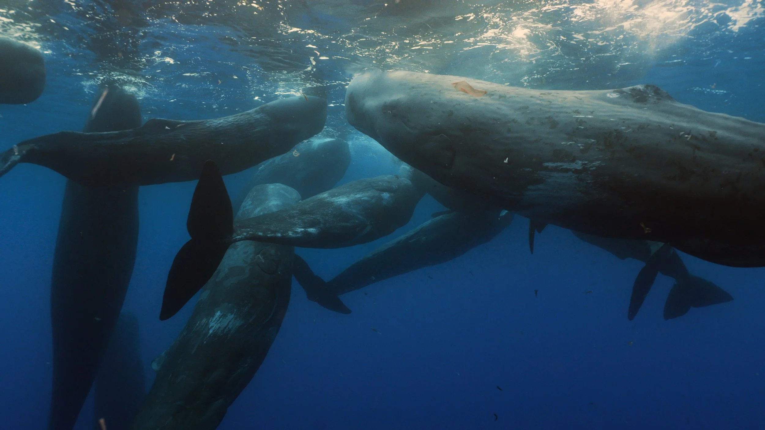 Aero [OXrhSyhRWXE].00_00_10_24.Imagen fija006.jpg