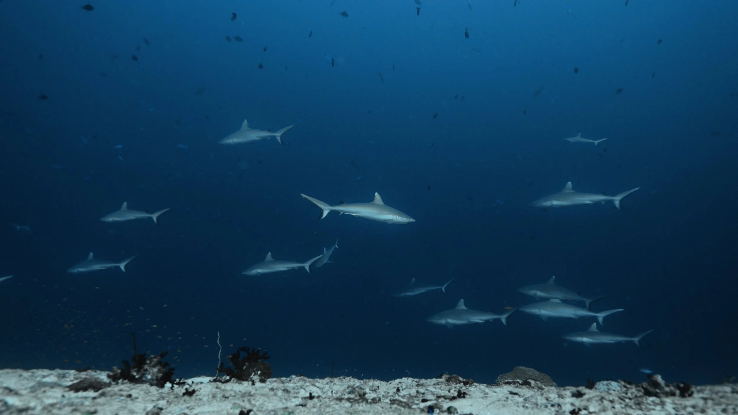 Aero [OXrhSyhRWXE].00_00_08_02.Imagen fija005.jpg