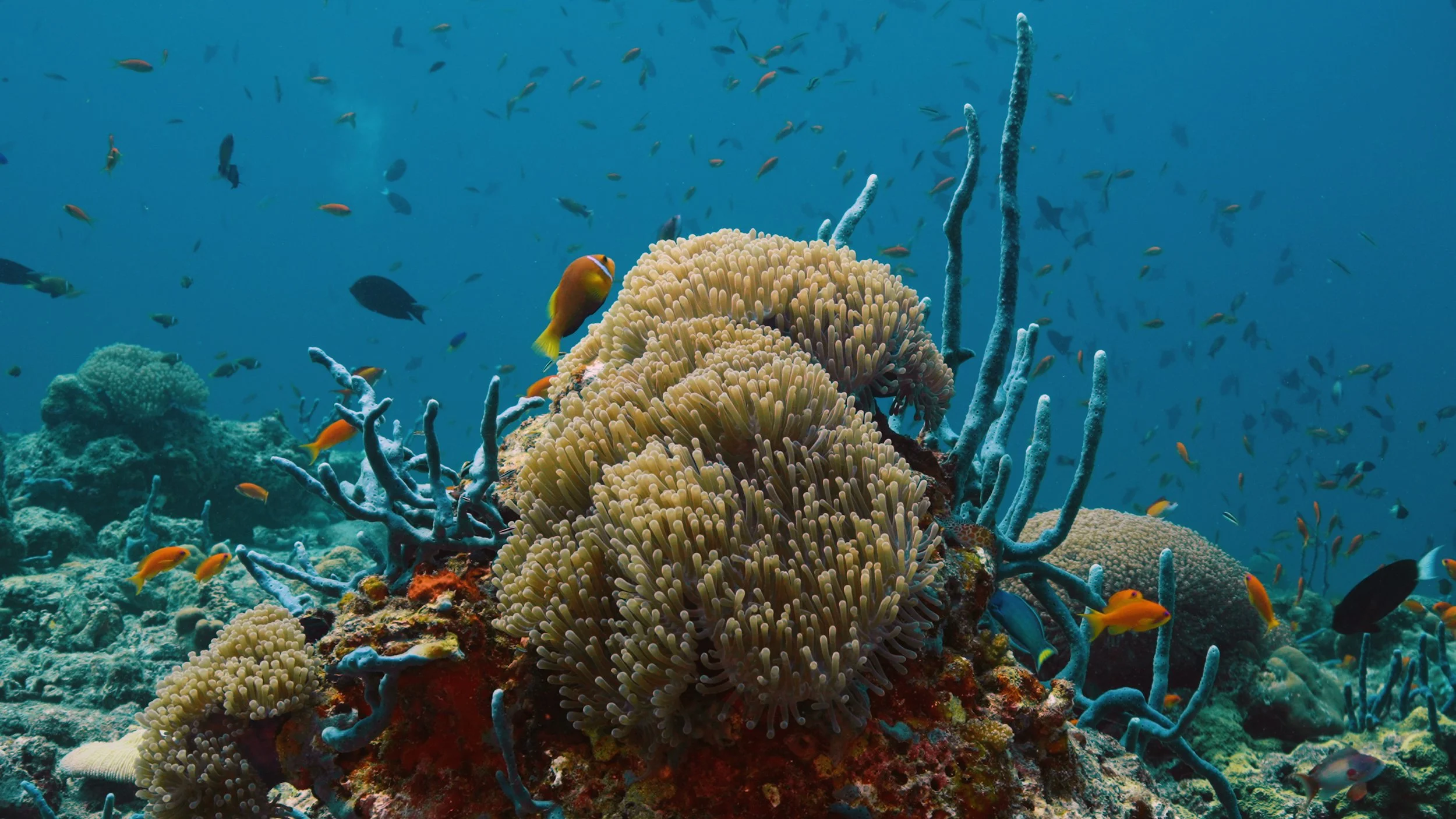 Aero [OXrhSyhRWXE].00_00_03_20.Imagen fija002.jpg