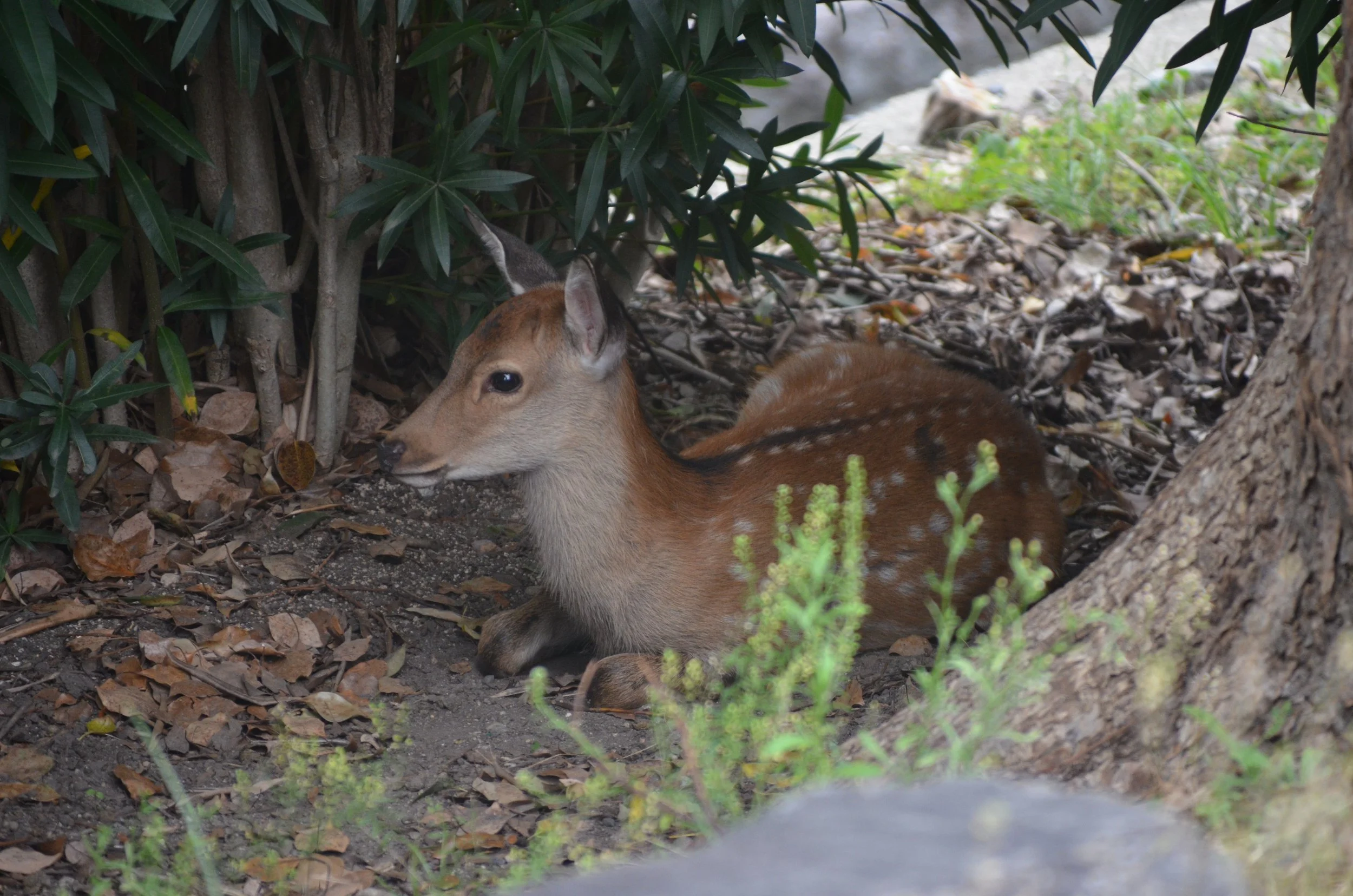 DSC_0341.JPG