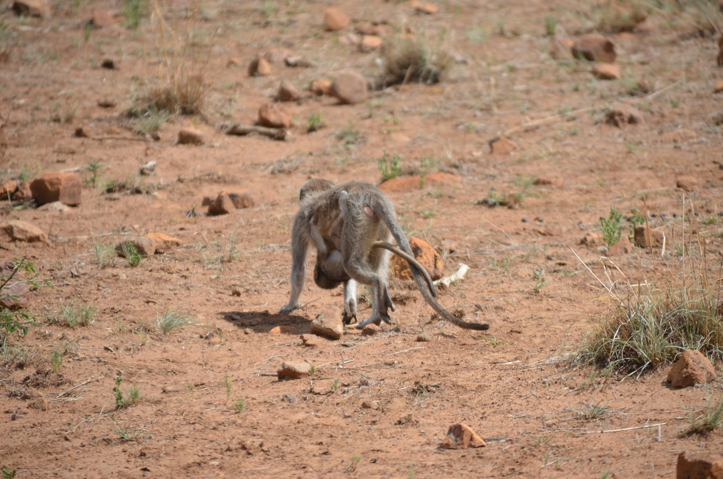 DSC_0368.JPG