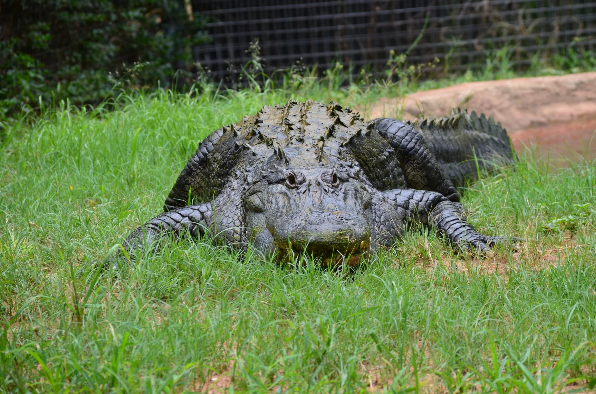 DSC_0409.JPG