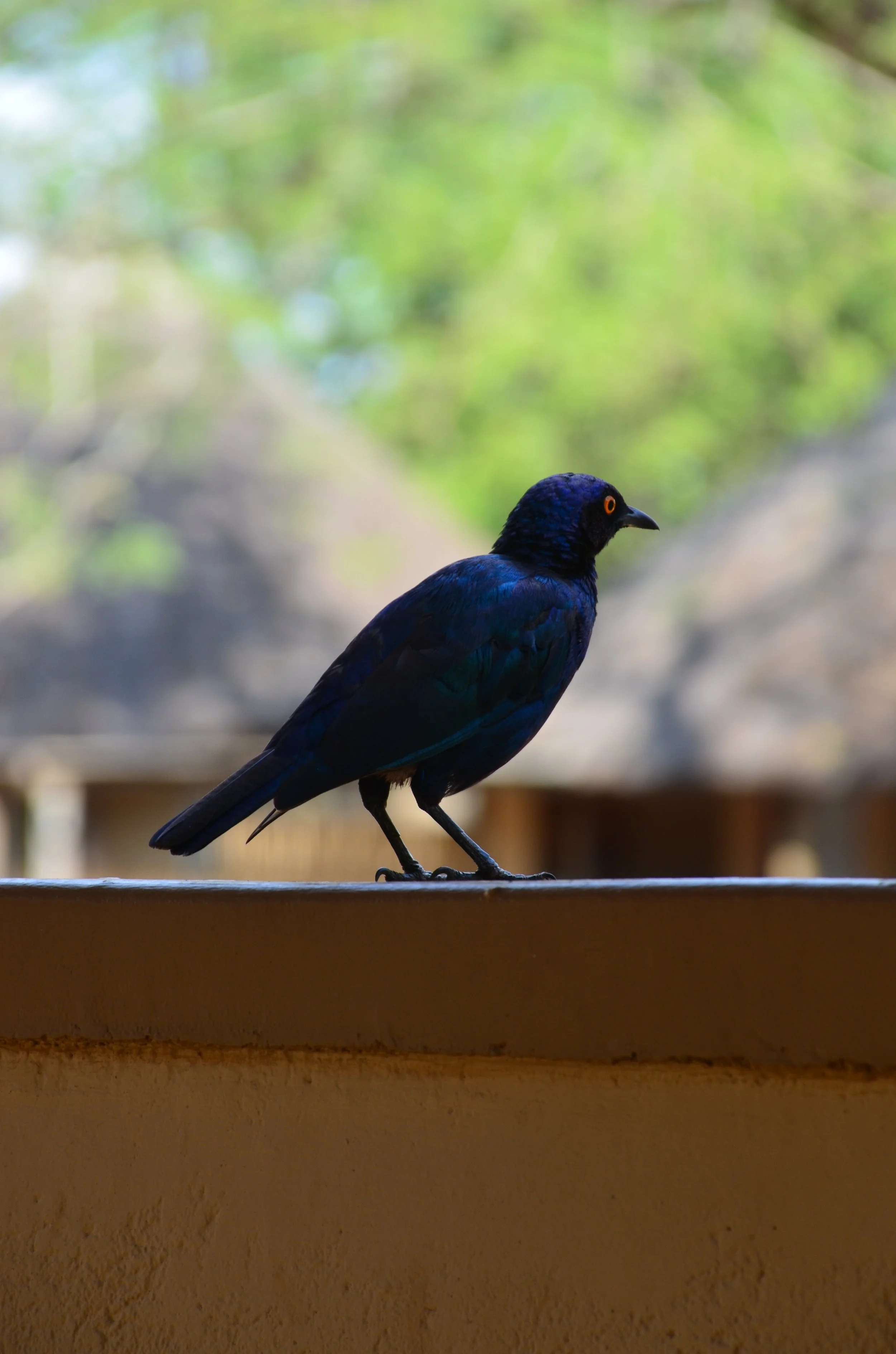 DSC_0431.JPG