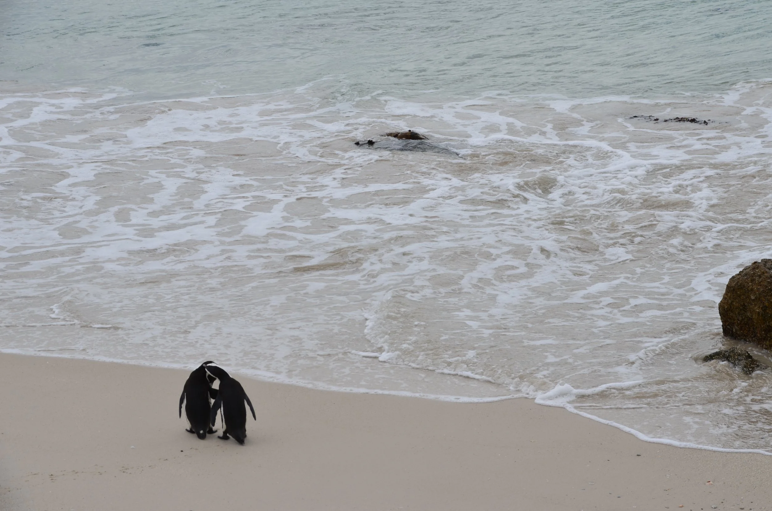 DSC_0331.JPG