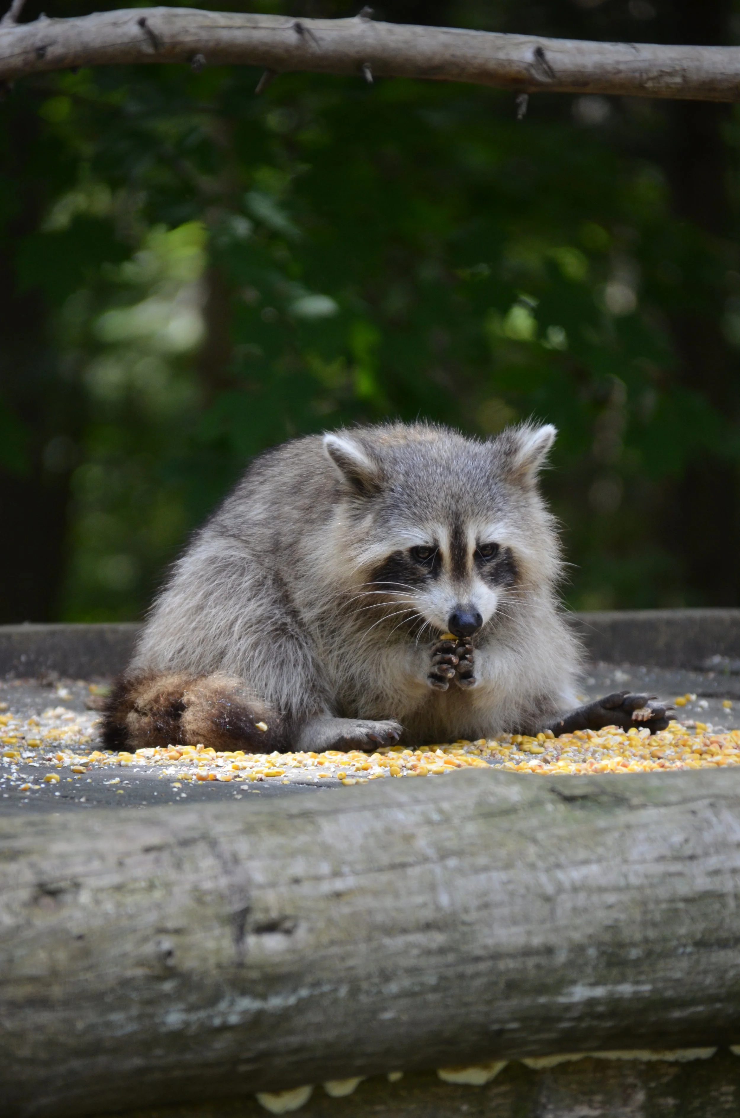 DSC_0267.JPG