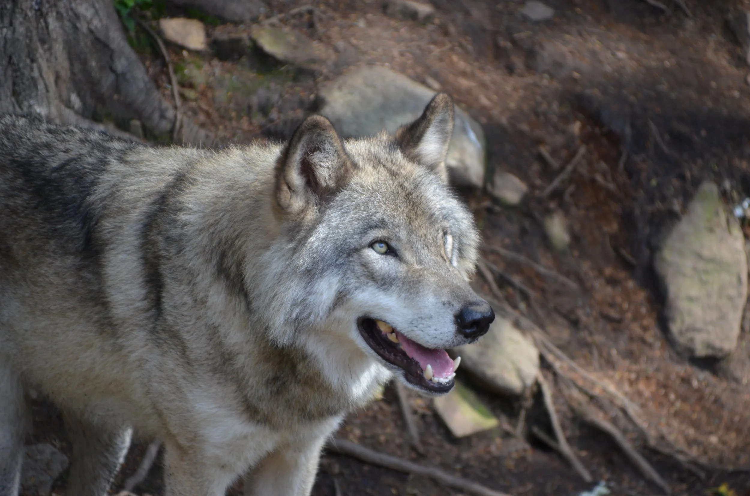 DSC_0329.JPG