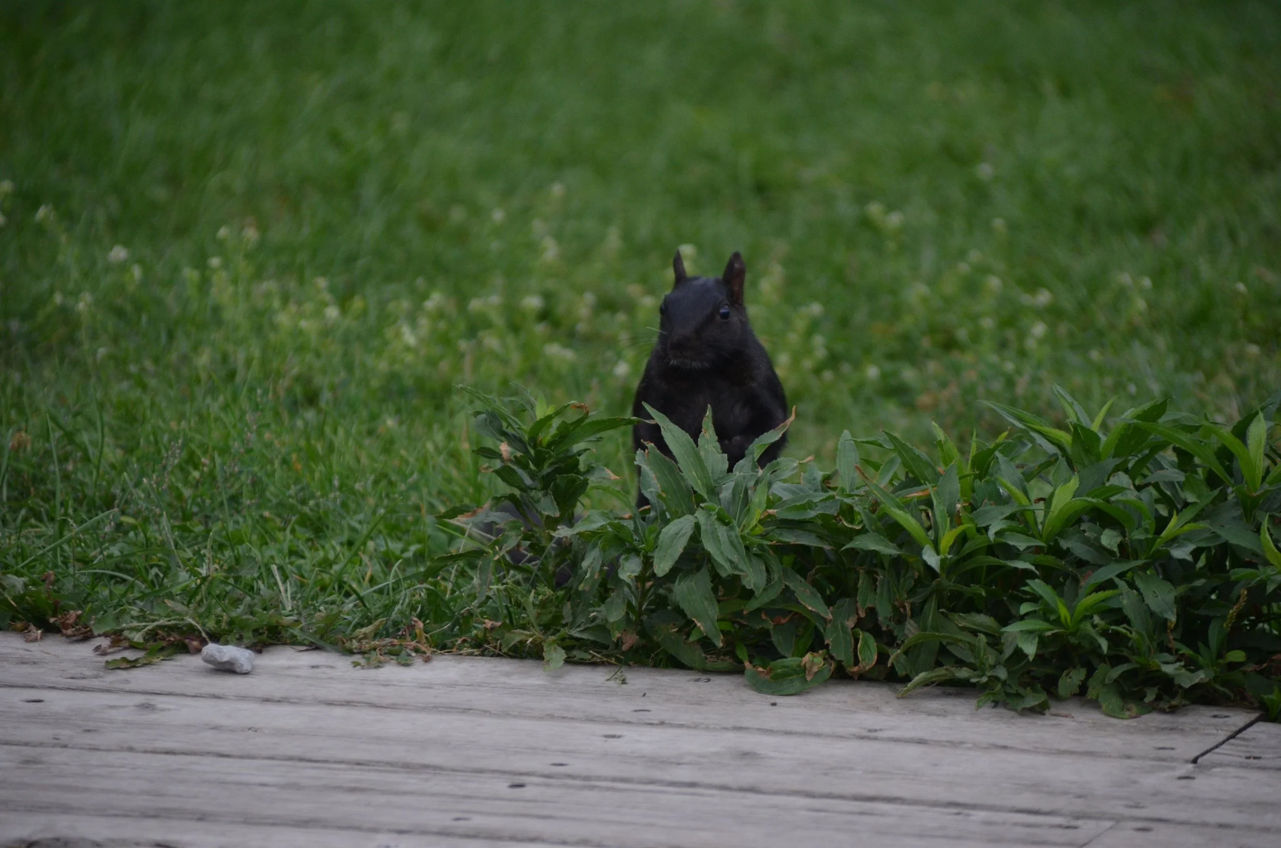 DSC_0037.JPG