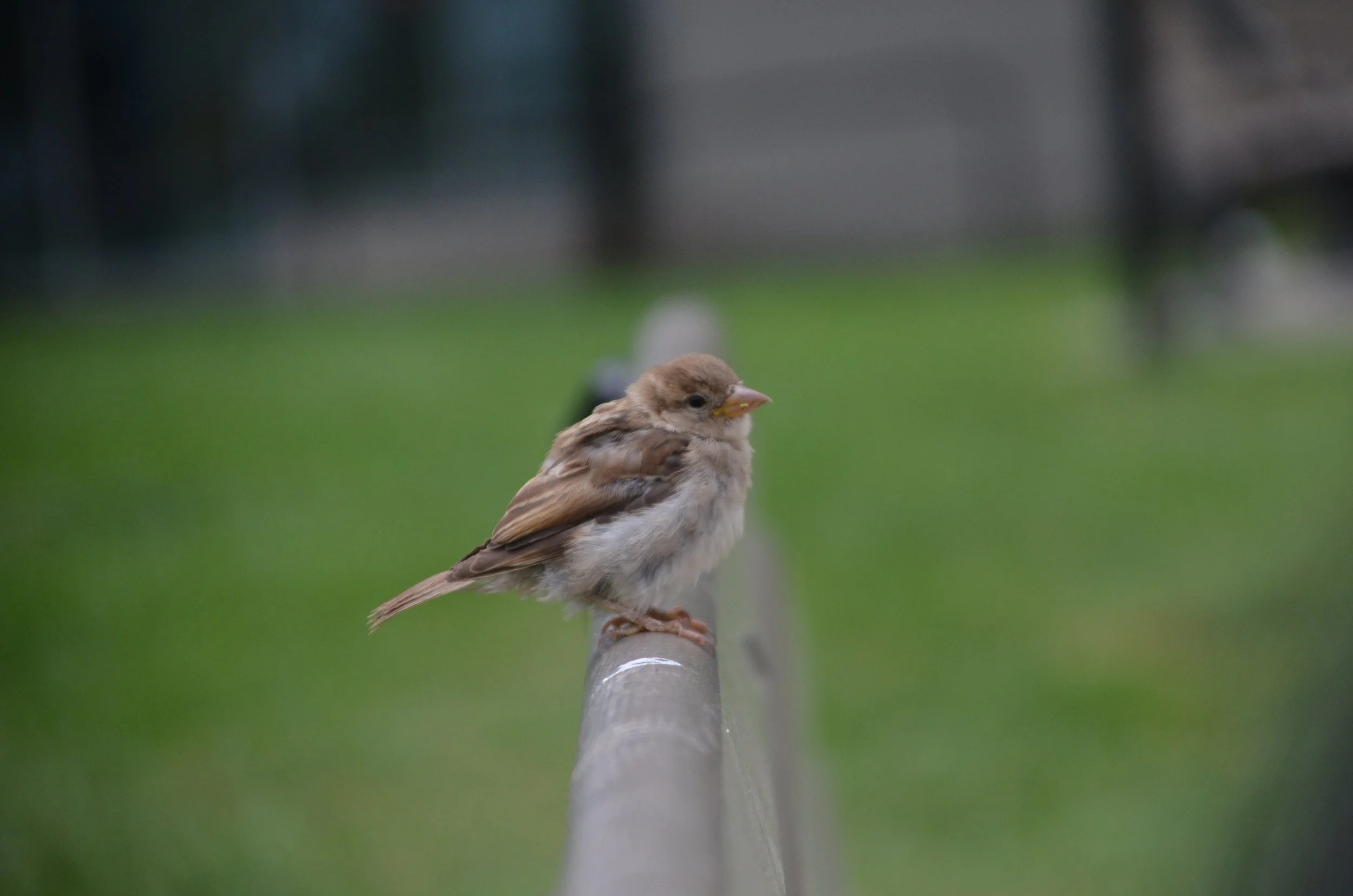 DSC_0046.JPG
