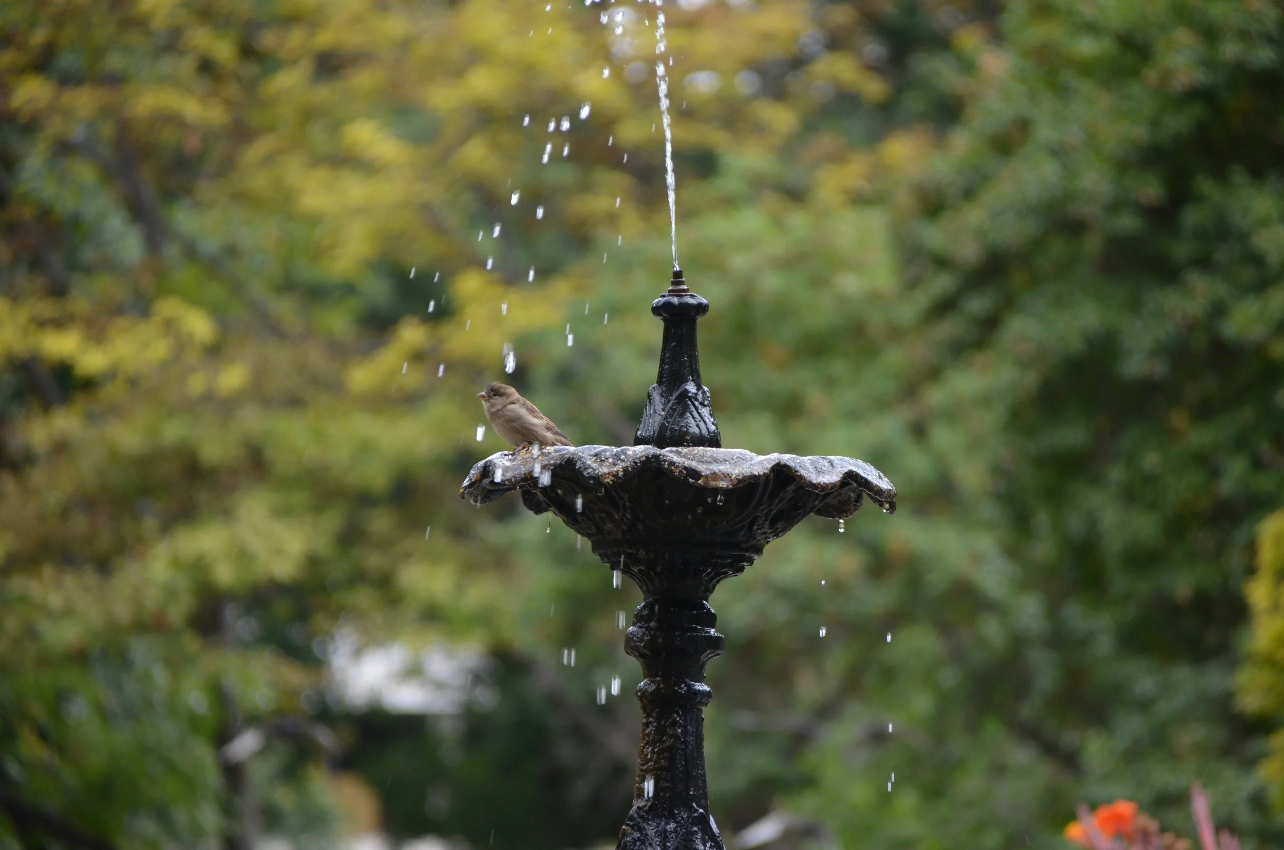 DSC_0089.JPG