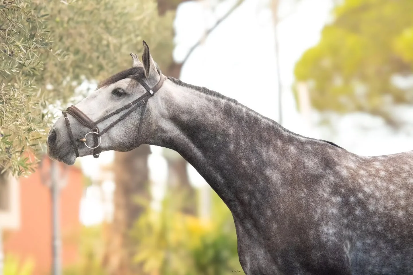 Je vous pr&eacute;sente le magnifique Keboy ✨️

Je n'ai pas l'habitude d'avoir des gris devant mon objectif mais regardez-moi cette beaut&eacute; !!! Je suis contente du r&eacute;sultat ! 😍

Des avis ? 💖
.
.
.
.
.
#photooftheday #photography #horse