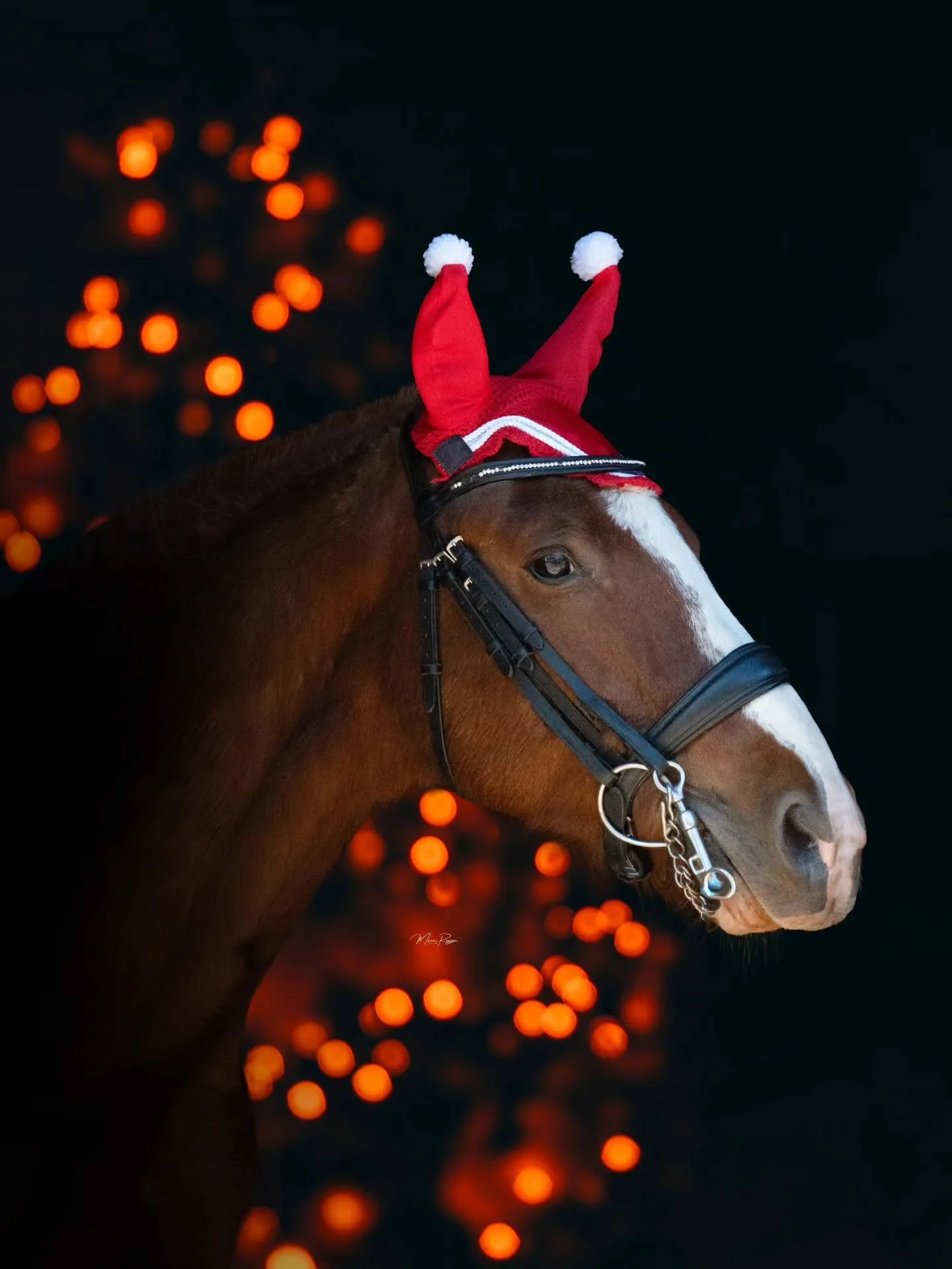 Je post un peu plus tard cette ann&eacute;e les photos de No&euml;l car je voulais que &ccedil;a soit vraiment un post diff&eacute;rent de d'habitude ✨️

Je vous le pr&eacute;sente plus mais pour les nouveaux voici le magnifique Dutch qui c'est pr&ec