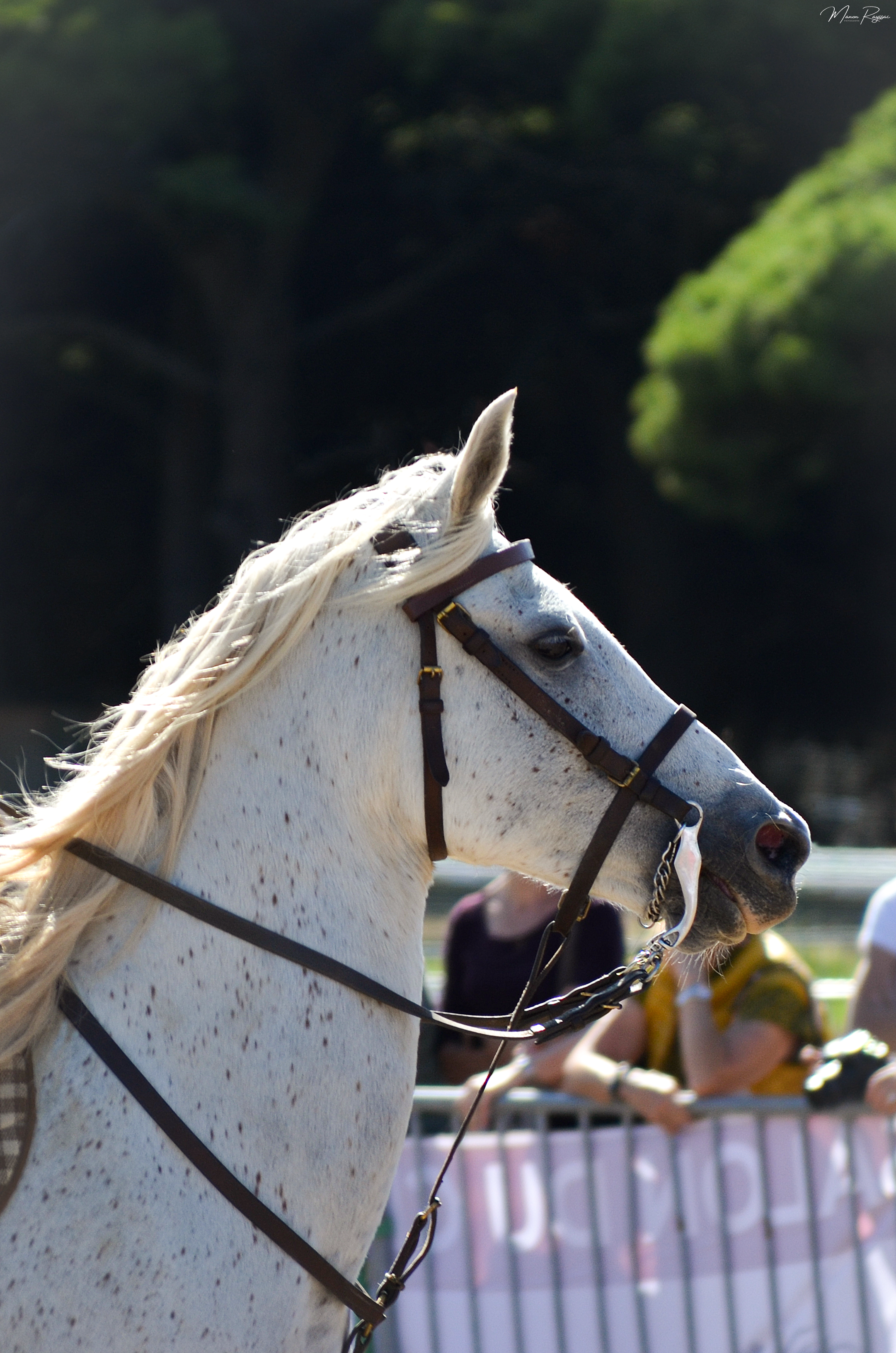 Salon du Cheval Hyères 2023