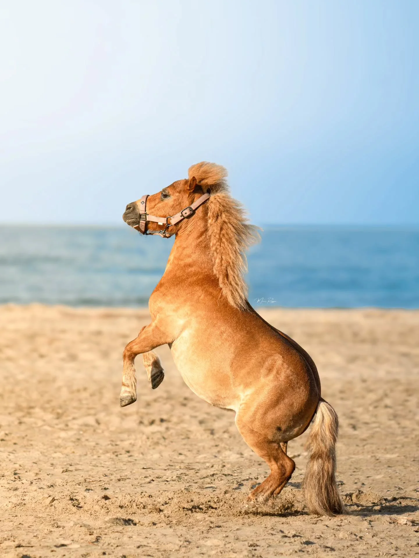 La Camargue est devenu l'un des endroits qui me tiens &agrave; c&oelig;ur depuis maintenant 15 ans et quel bonheur d'avoir des opportunit&eacute;s d'y retourner pour y faire des photos ! ✨️😍
.
.
.
.
.

Merci Jade 🙏