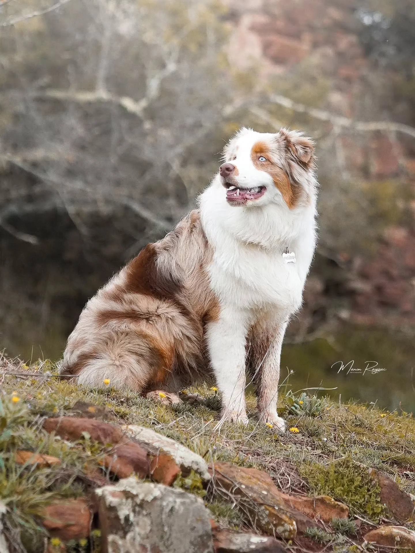J'ai tellement de belles photos que j'ai pas pu mettre en avant et que je veux vous partagez ✨️

Vous le connaissait ! C'est le beau Maiko qui m'a permis de m'entra&icirc;ner sur les shoots canins il y a quelques temps et qui a jouer le jeu &agrave; 