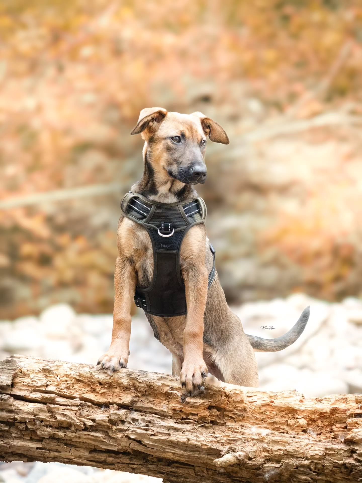 Un peu de douceur avec la belle Libellule 🐾❤️

Ca change un peu des chevaux et &ccedil;a fais du bien d'avoir un magnifique chiot comme Lulu devant mon objectif 🤩 

Et d'ailleurs je vais retourner &agrave; l'endroit du shoot qui est juste INCROYABL