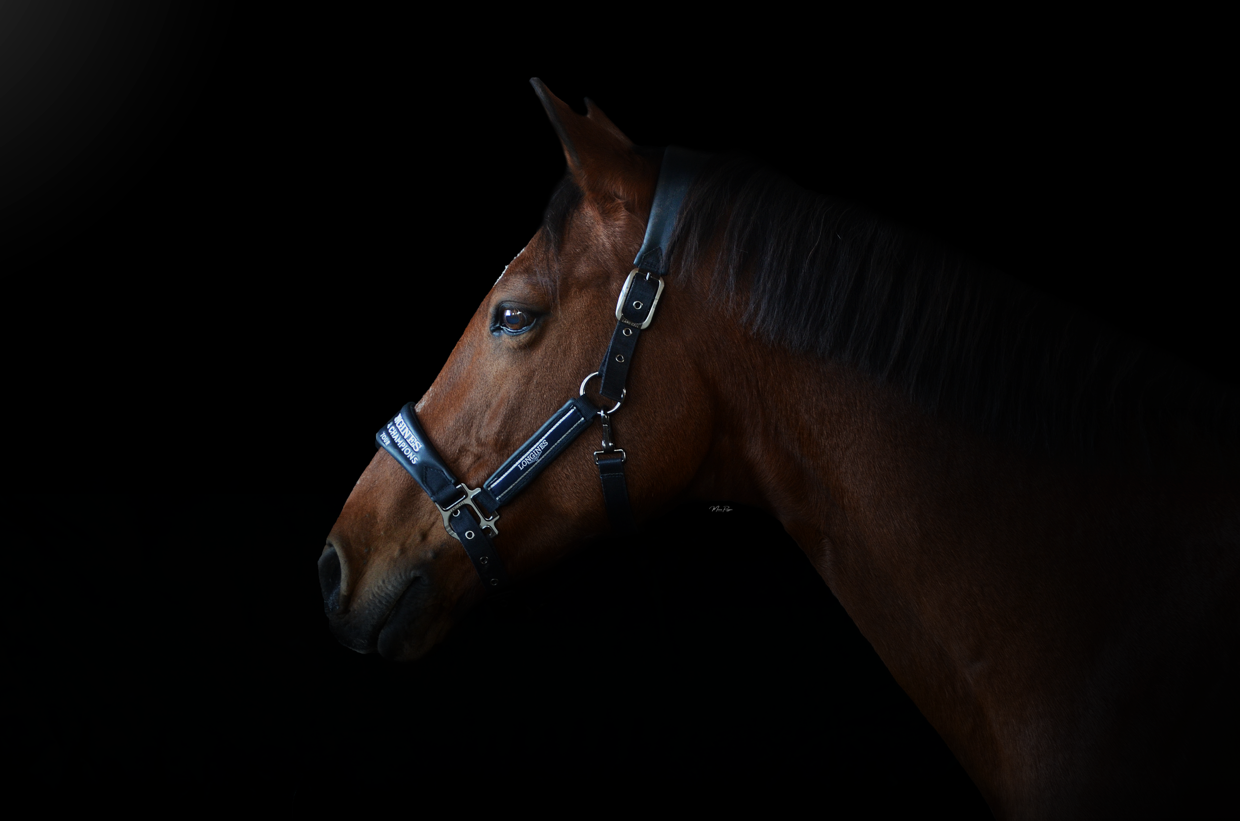 DSC_0448.png