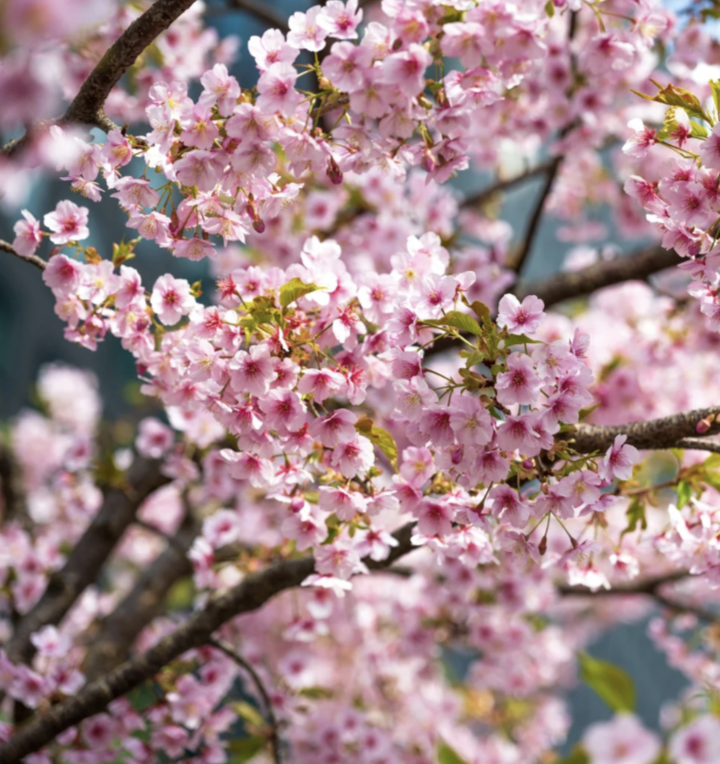 Cherry Blossom Spritz 