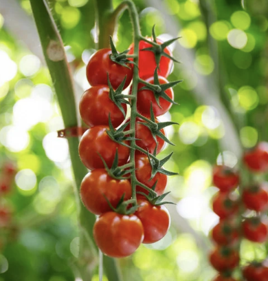 🍅 Summer Tomato Martini