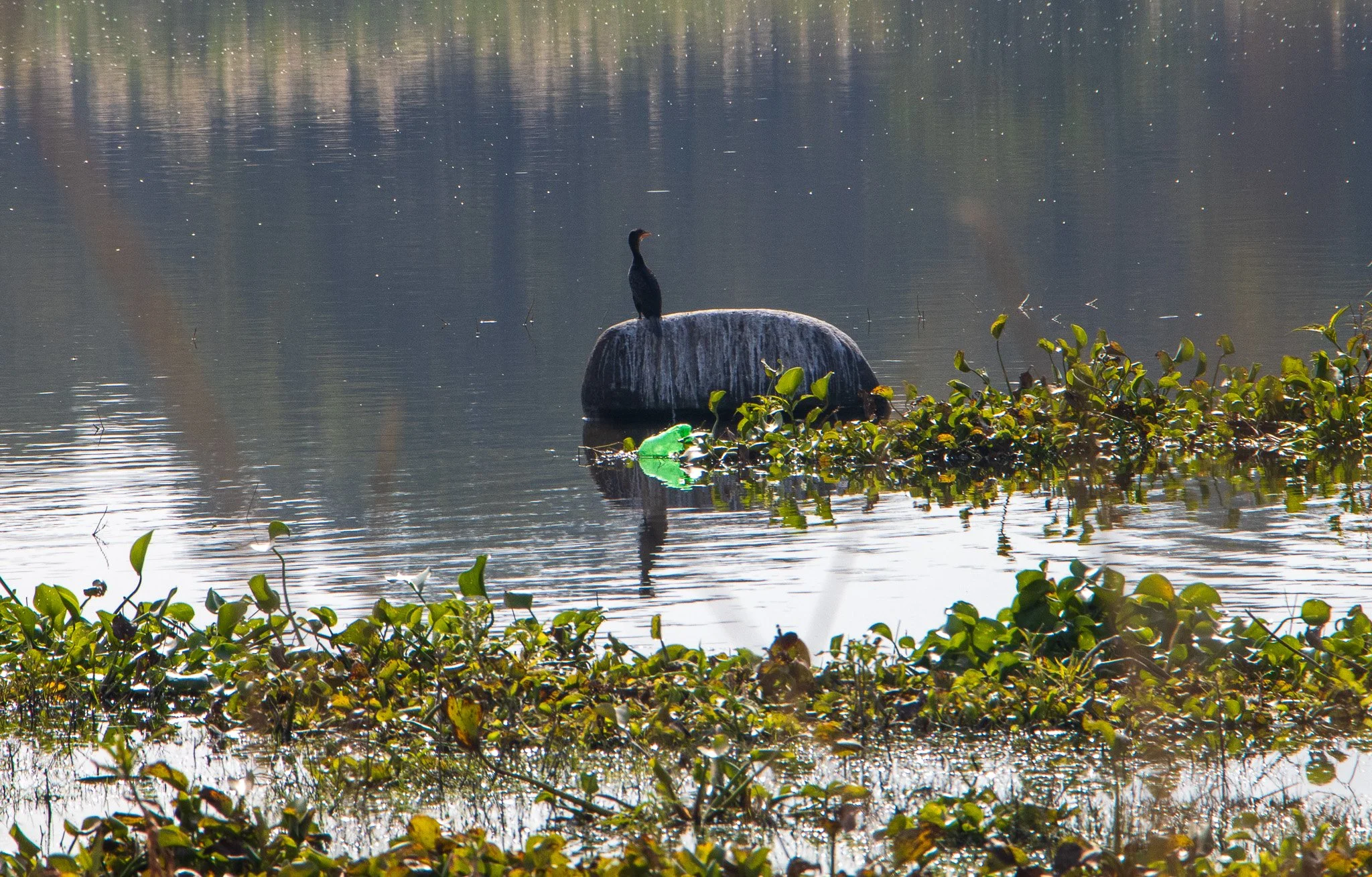 Plastic pollution endangers bird and aquatic life. Littering by patrons also contributes to plastic waste rising in the waters.