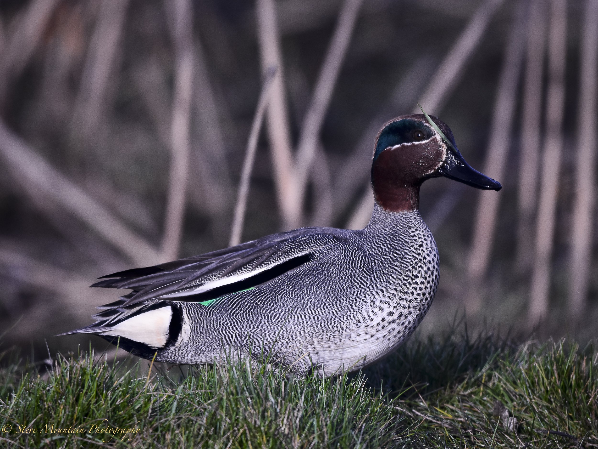Stanpit Marsh-13.jpg
