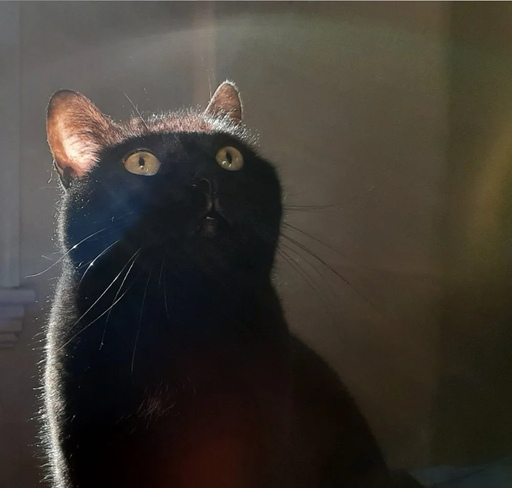 Madeline P. Feline