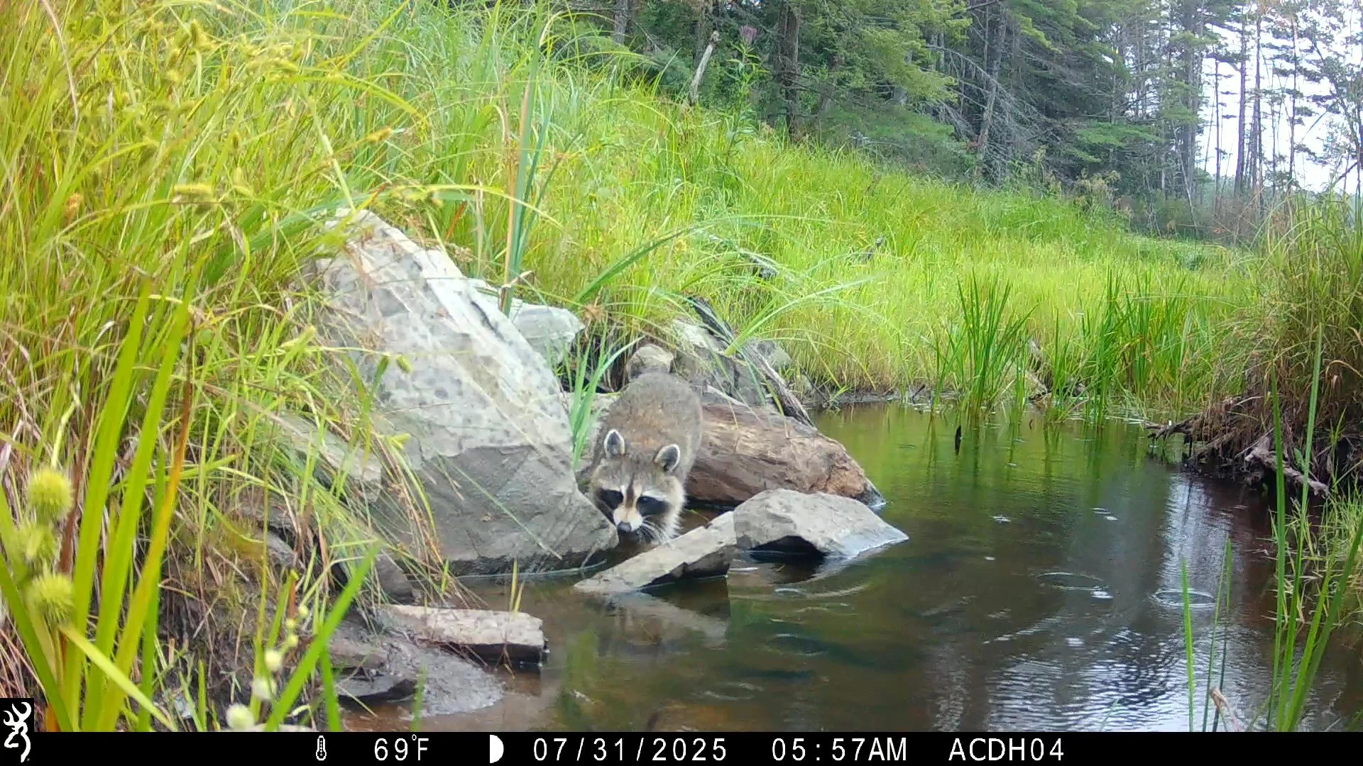 Wildlife Trail Camera Workshop
