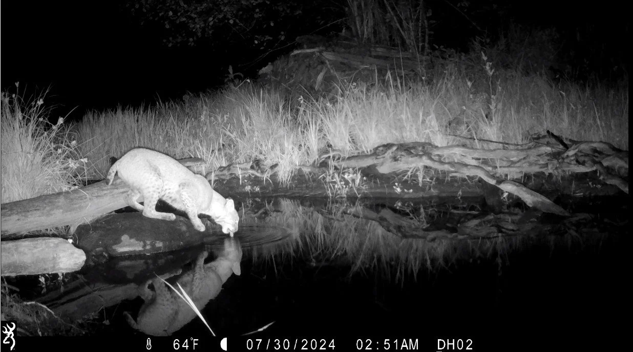 Wildlife Takes Center Stage at Distant Hill Nature Trail