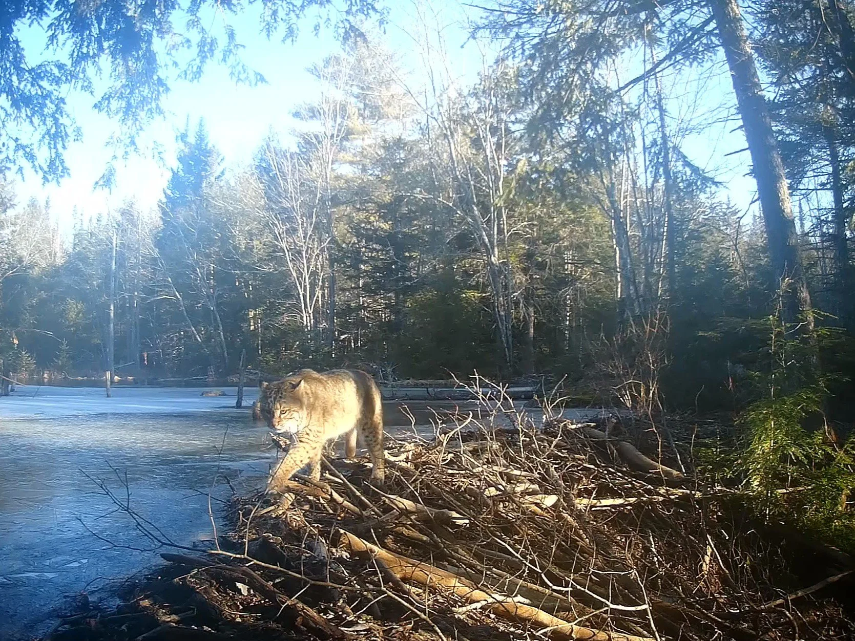 From Observation to Action: Can Trail Cameras Help Us Make Better Small-Scale Land Decisions?