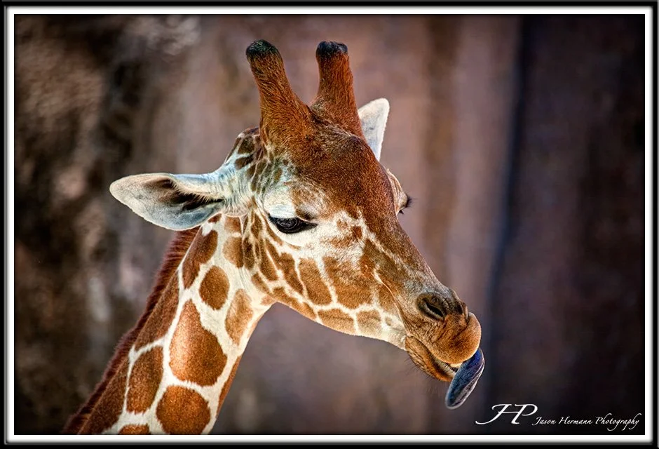 _MG_7463-Edit copy 2.jpg