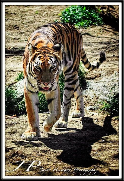 _MG_7410-Edit copy.jpg