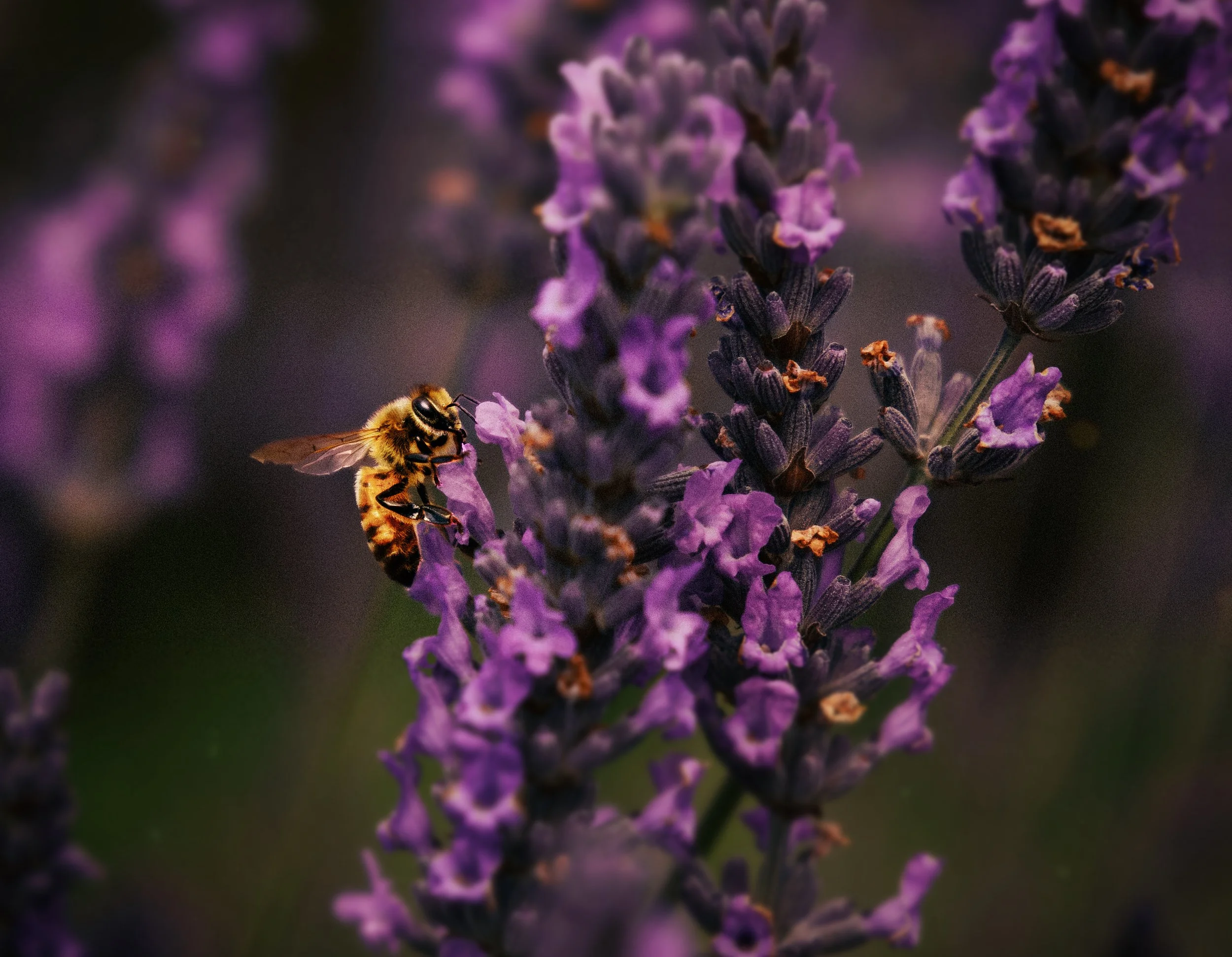 [brighter] final wasp.jpg