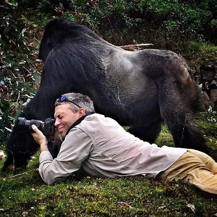 A 800 lbs gorilla walks past an unsuspecting photographer in the jungle.